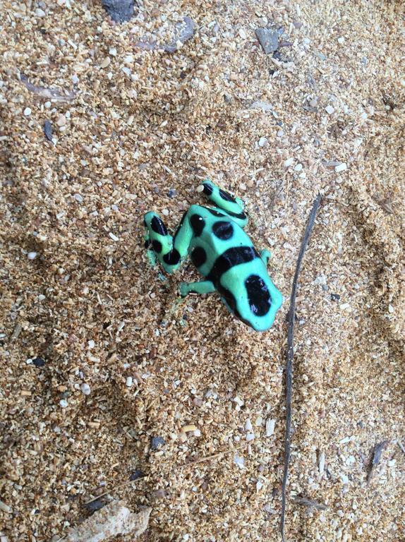Turtle Beach House Bocas Town Dış mekan fotoğraf